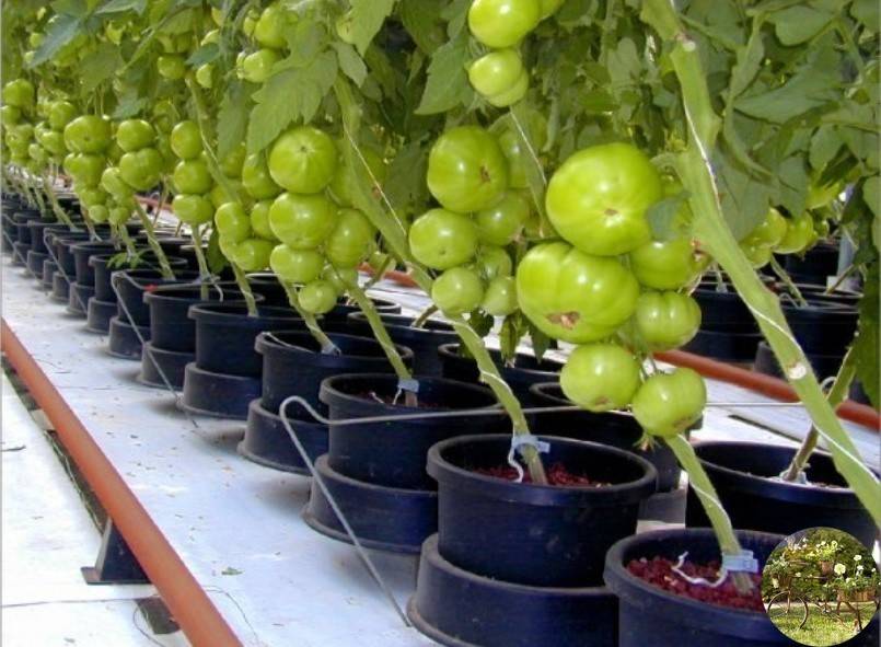 Технология выращивания томатов в ведрах: обильный и вкусный урожай необычным способом