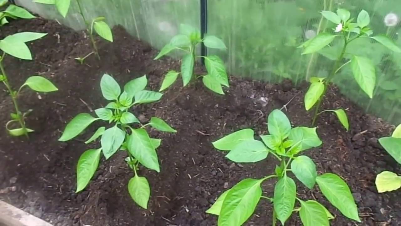 Почему перец не растет после высадки в грунт