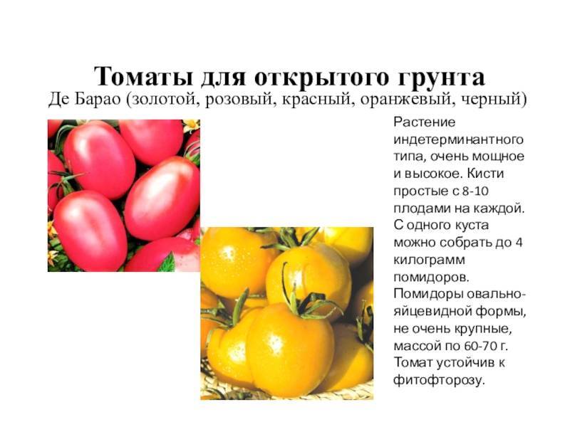 Описание томата Золотая капля и правила выращивания индетерминантного сорта
