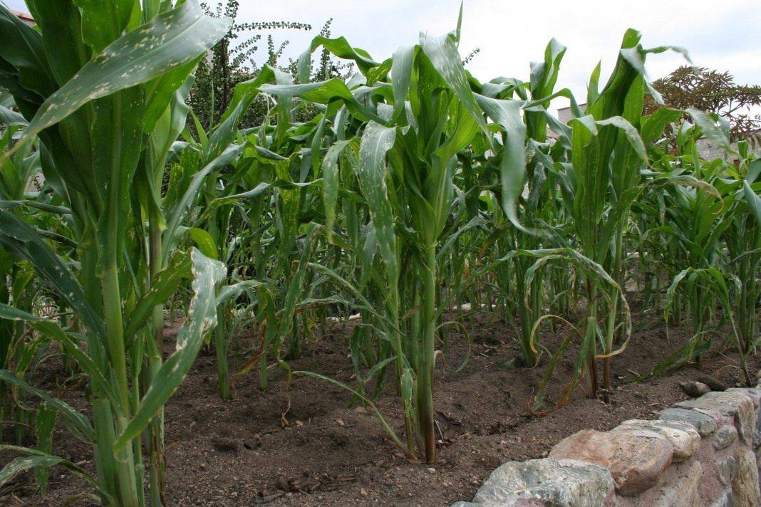 Кукуруза: выращивание и уход в открытом грунте