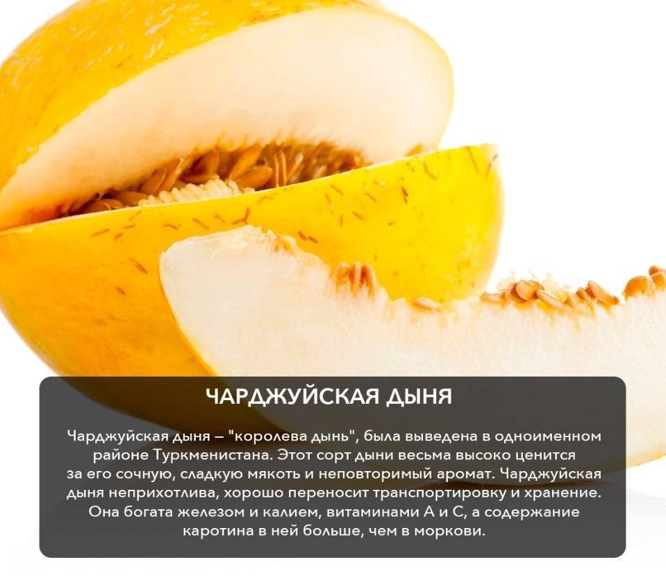 Описание и выбор дыни сорта Торпеда, польза и вред для организма человека