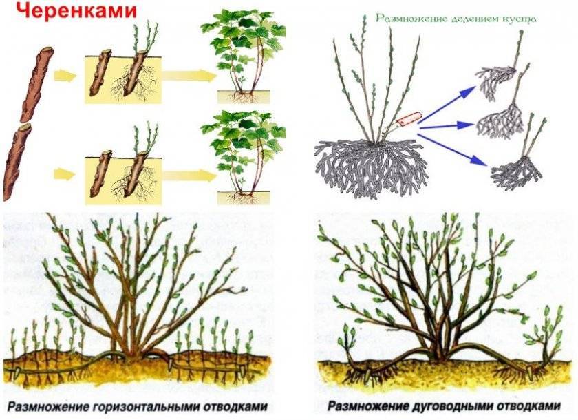 Смородина: выращивание в саду, виды и сорта