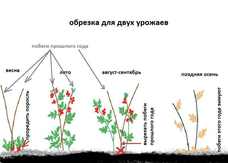 Уход за малиной весной в открытом грунте: обработка от болезней и вредителей, полив, подвязка и др.