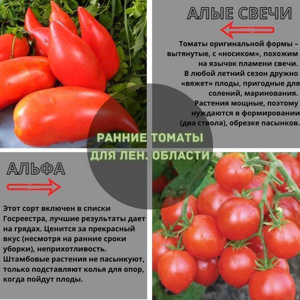 Описание гибридного сорта томата Мишель, выращивание и правила посадки