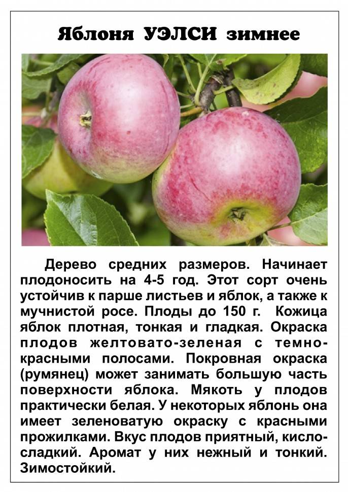Яблоня коробовка: описание сорта и фото