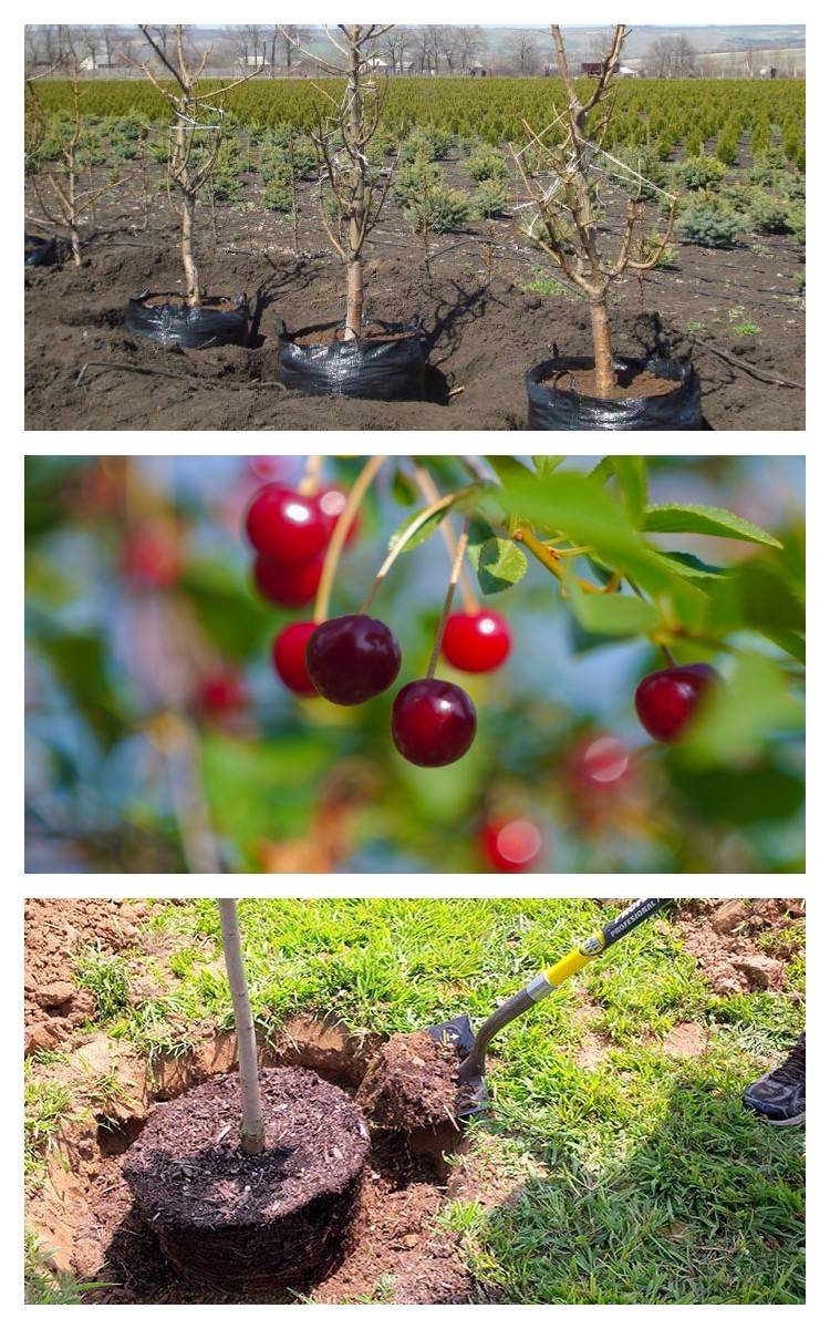 Черешня в сибири: посадка и уход, выбор сорта для выращивания, советы опытных садоводов