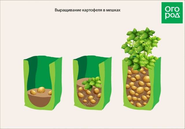 Выращивание картофеля в мешках: технология