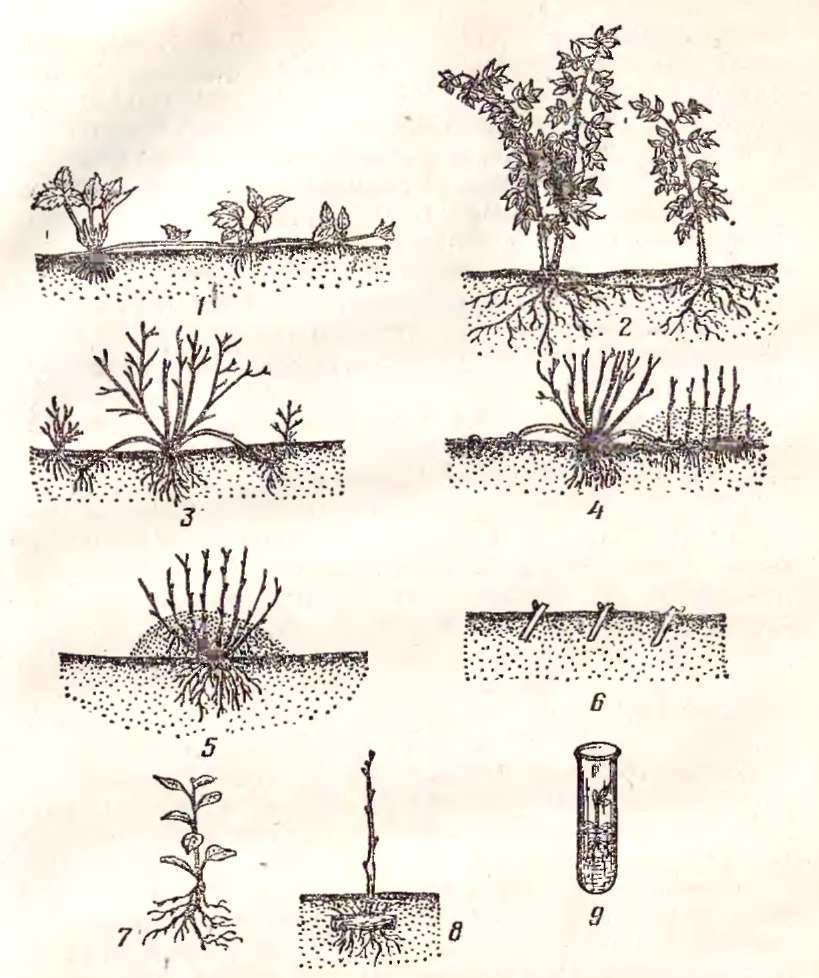 Отводки крыжовника. Черенкование плодовых кустарников. Укоренение черенков крыжовника. Отводками куста крыжовника.. Размножение крыжовника черенками.