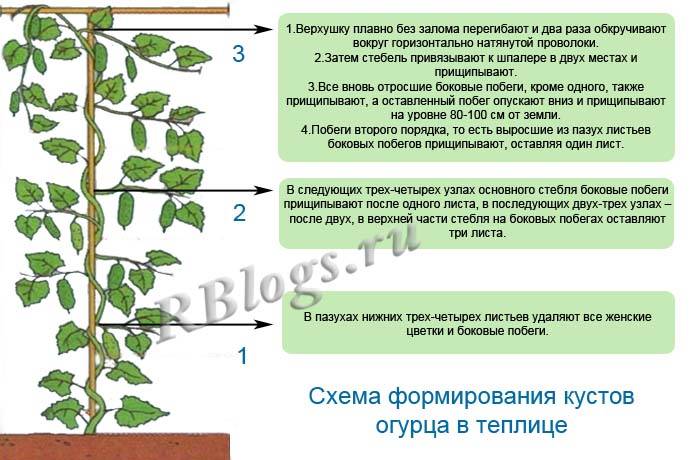 Когда нужно прищипывать огурцы в теплице пошаговое фото схема