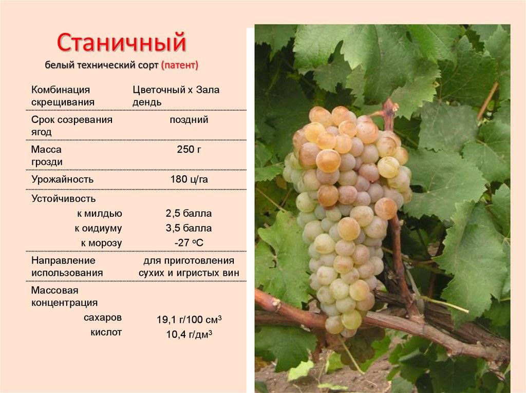 ᐉ ландыш - столовая форма винограда - roza-zanoza.ru
