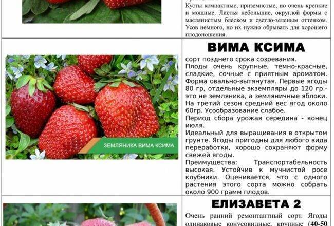 30 сортов клубники для посадки в средней полосе россии