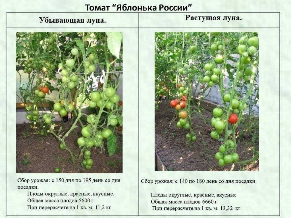 Томат яблонька россии - хороший урожай и простой уход