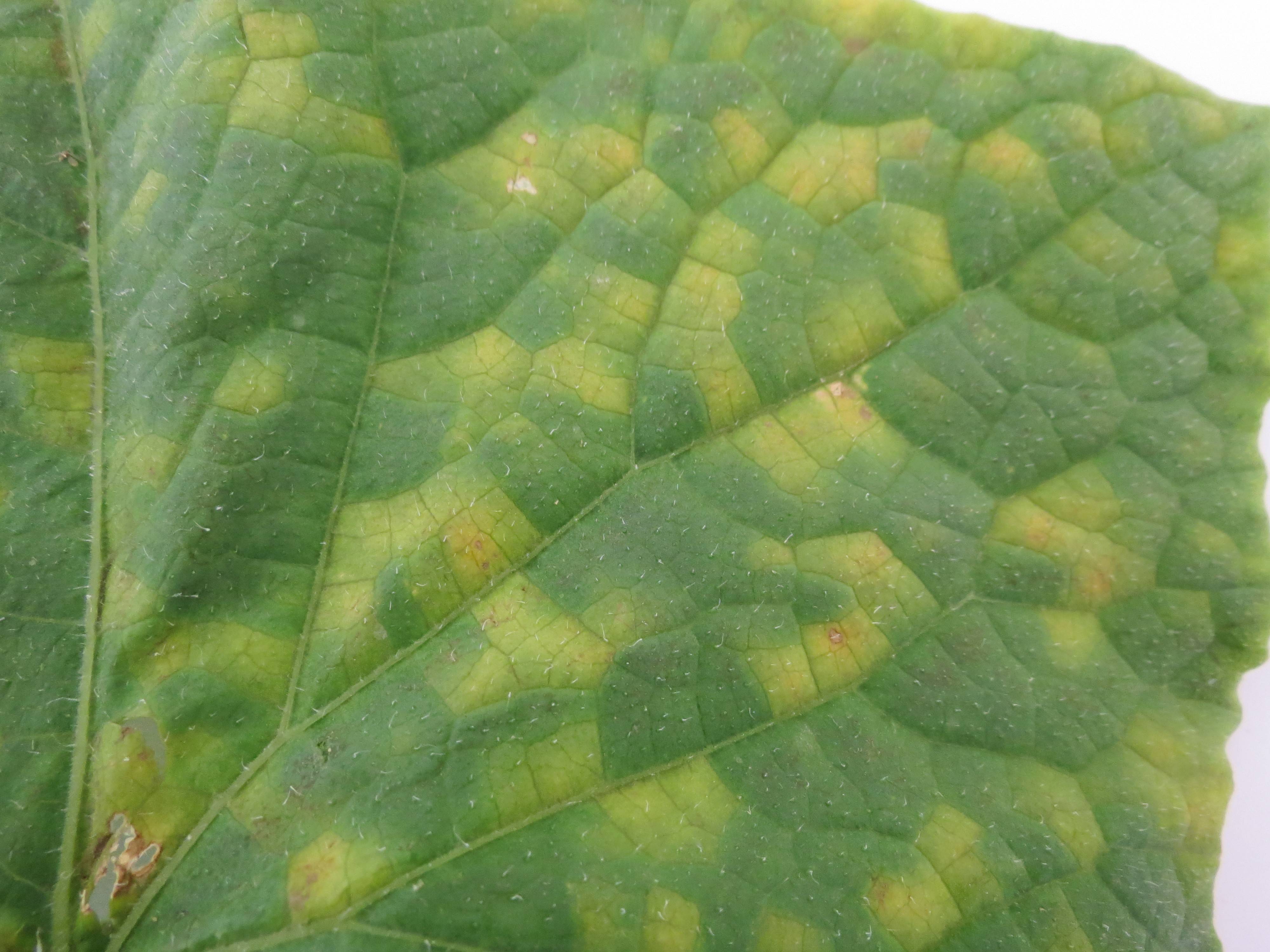 Болезни огурцов: фото листьев и лечение