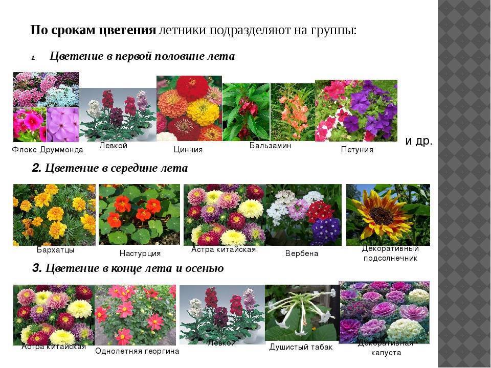 Какие бывают розы виды и сорта фото и названия и описание