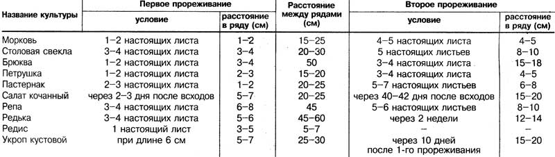 Схема посадки рассады свеклы в открытом грунте расстояние между рядами и в ряду