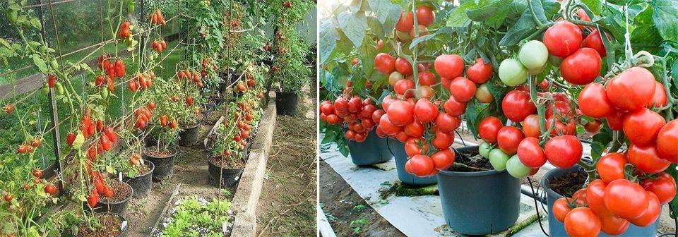 Выращивание томатов в ведрах в теплице: основные правила, преимущества и особенности метода