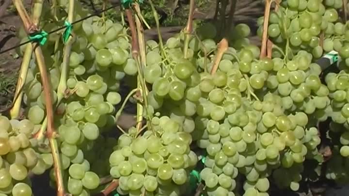 Виноград антоний великий - мир винограда - сайт для виноградарей и виноделов