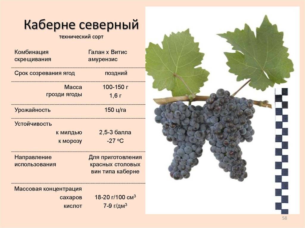 Виноград и вино санджовезе (sangiovese)