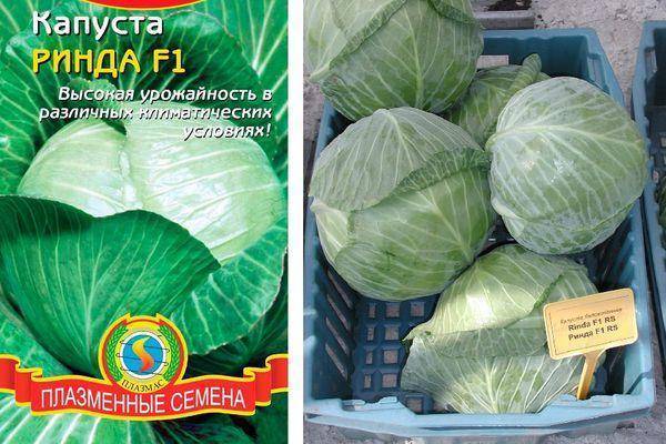 Капуста ринда: описание сорта и отзывы
