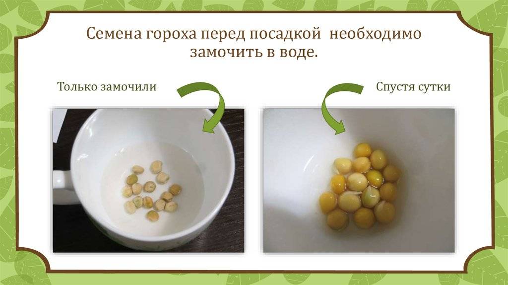 Как прорастить горох самостоятельно в домашних условиях для еды
