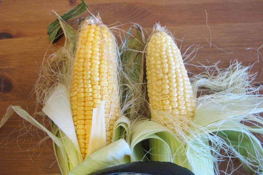 Как хранить кукурузу в свежем и вареном виде или заморозить на зиму?