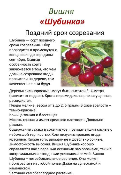 Описание сорта вишни тургеневка