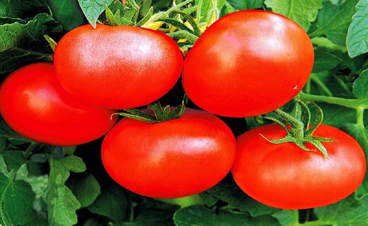 Лучшие сорта помидор в беларуси - сад и огород