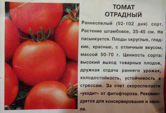 Томат отрадный фото