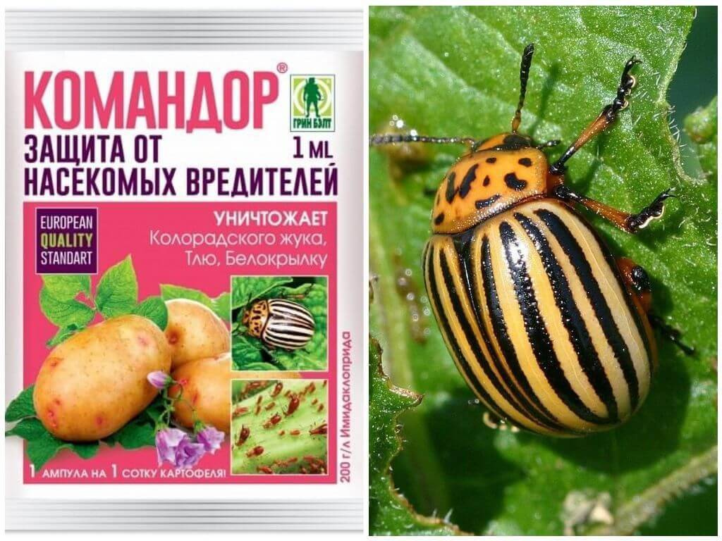 Какая отрава от колорадского жука самая эффективная