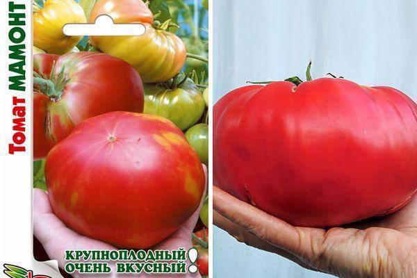 Томат мамонт: характеристика и описание крупноплодного сорта с фото