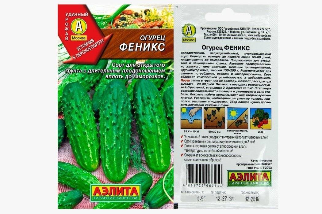 Огурцы феникс - характеристика сорта, правила посадки и советы по уходу за овощем