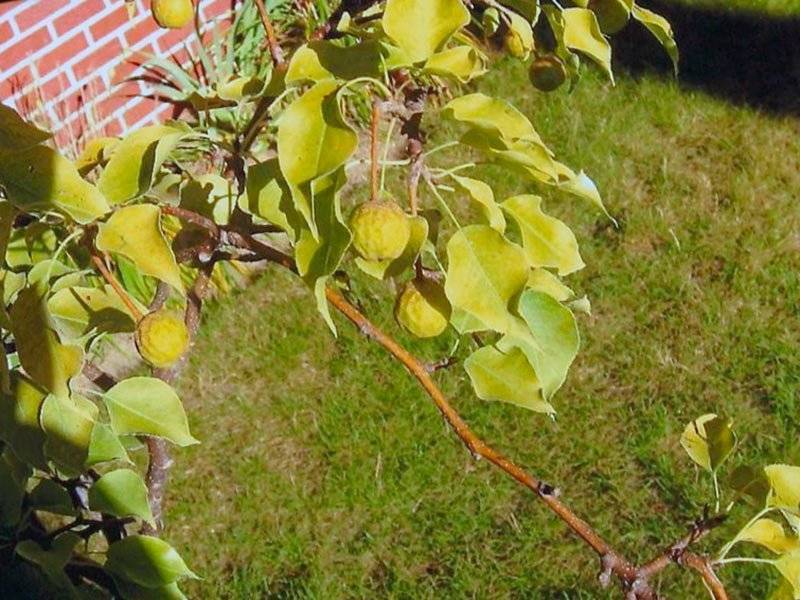 Почему желтеют листья на яблоне, разбираем причины и что делать | tele4n.net
