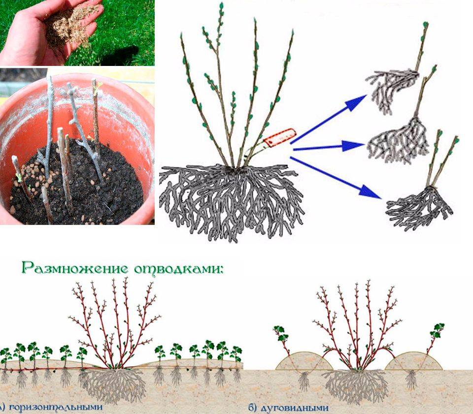 Как размножить барбарис осенью, весной или летом, способы выращивания из отводков, семенами или делением куста