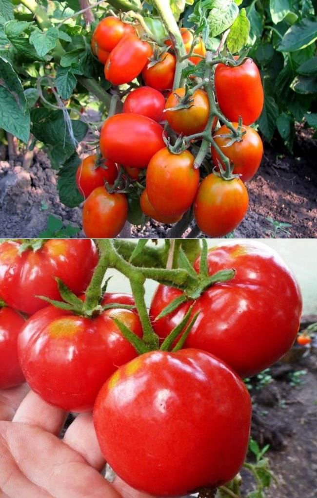 Лучшие сорта низкорослых томатов на 2023 год