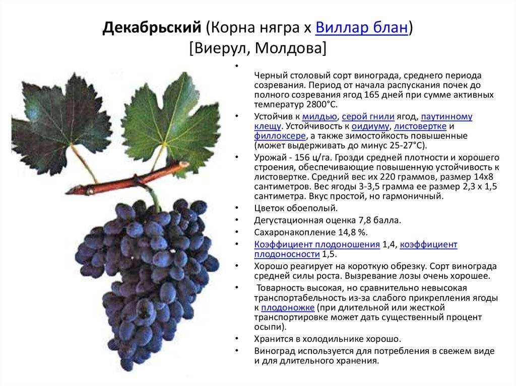 Описание и характеристики сорта винограда подарок несветая, посадка и уход за лозой