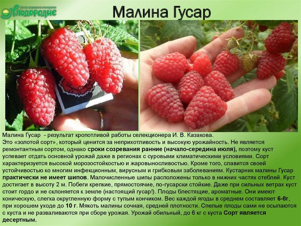 ᐉ малина таруса чем отличается этот сорт малинового дерева - roza-zanoza.ru