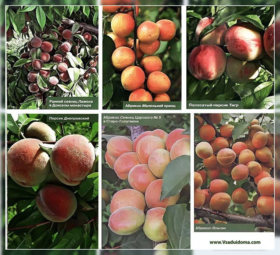 Описание 11 лучших сортов абрикоса для выращивания в Сибири, тонкости посадки и ухода