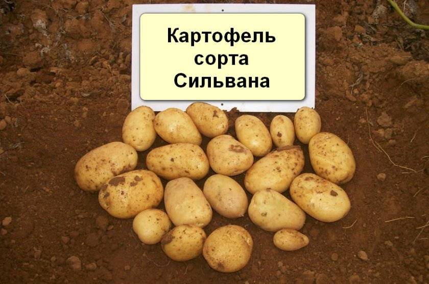 Картофель наташа описание сорта фото