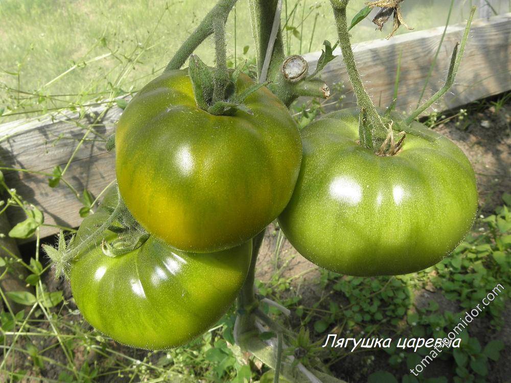 Описание сорта томата лягушка-царевна и его характеристики