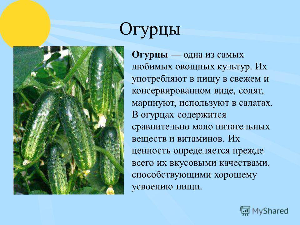 Проект про огурец