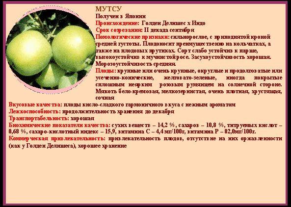 Сорт яблок муцу: описание и характеристики, выращивание и размножение, отзывы