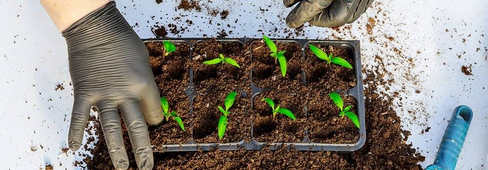 Выращиваем рассаду для перца. пошаговая инструкция от эксперта