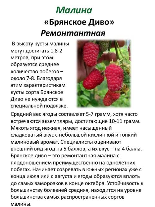 Описание сорта малины бальзам — рекомендации по выращиванию