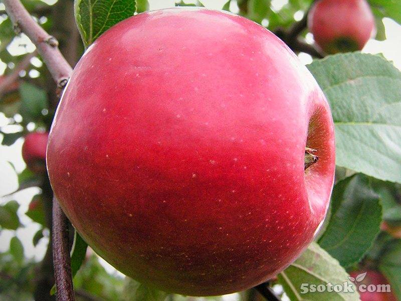 Яблоня анис алый: описание сорта и фото