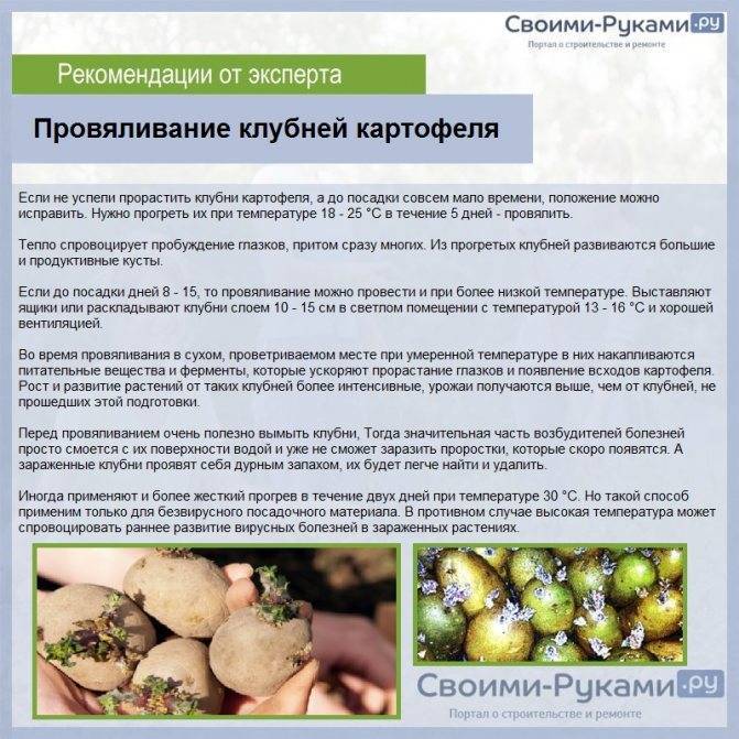 5 причин, почему я больше не сажаю картошку — ботаничка