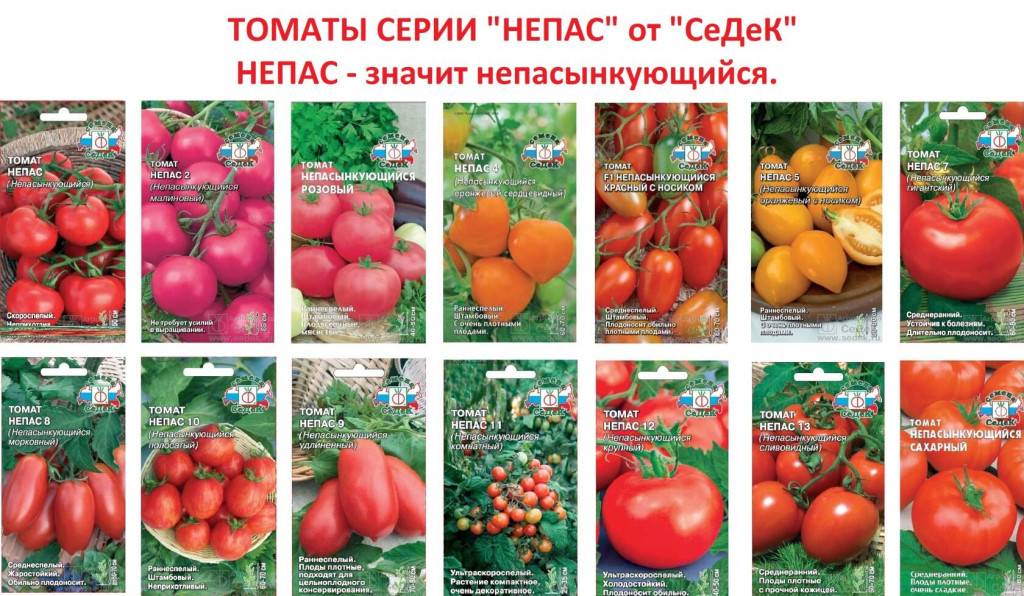 Лучшие сорта томатов 2023: по урожайности, с описанием, фото и отзывами