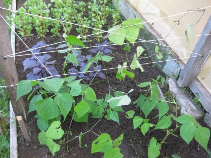 Фасоль: посадка и уход в открытом грунте, выращивание из семян, как хранить