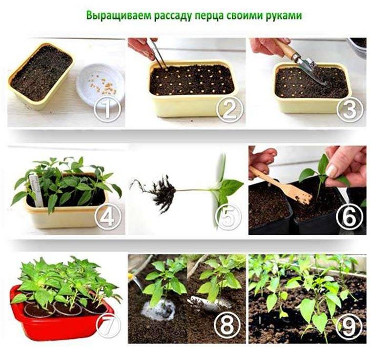 Выращивание баклажанов: высадка и уход в открытом грунте