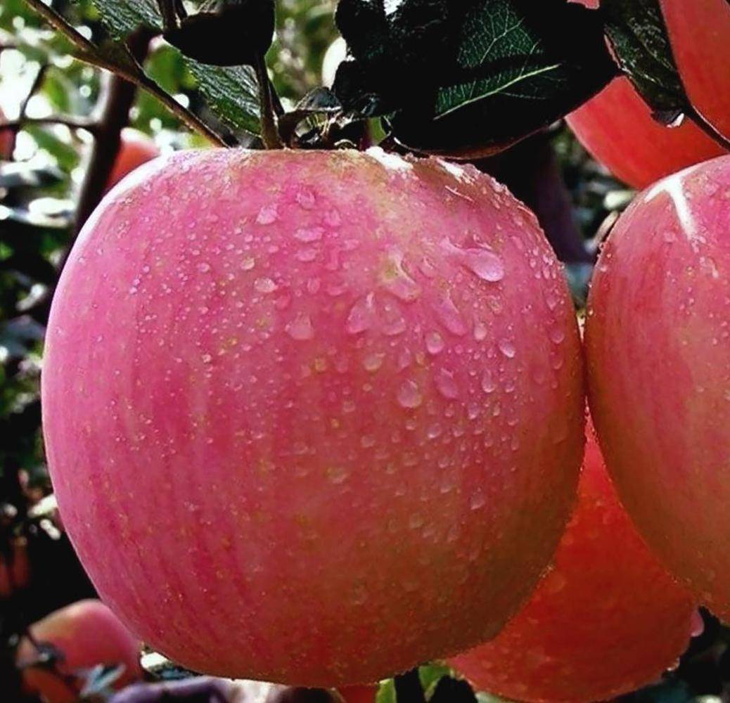 Яблоня "розовый налив": описание сорта, фото, отзывы