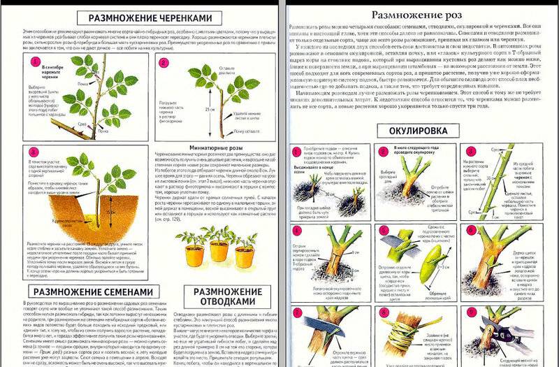 Размножение персика черенками - справочник огородника от а до я